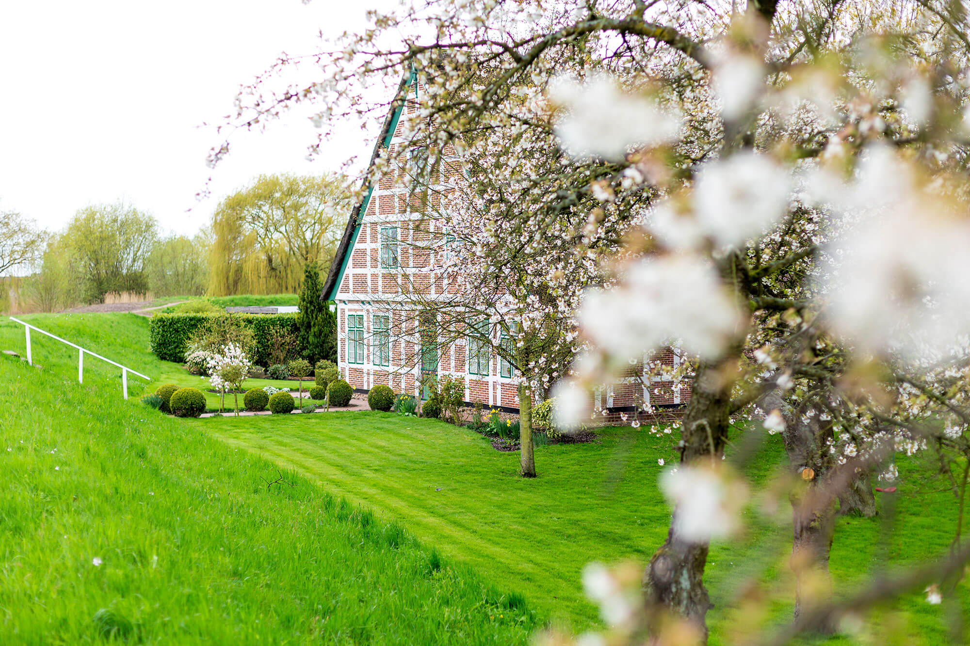 Blumen Hintergrund